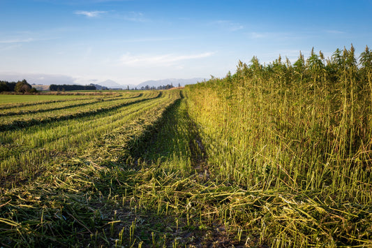 How Hemp Rolling Papers Are Made